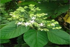 Clerodendrum viscosum